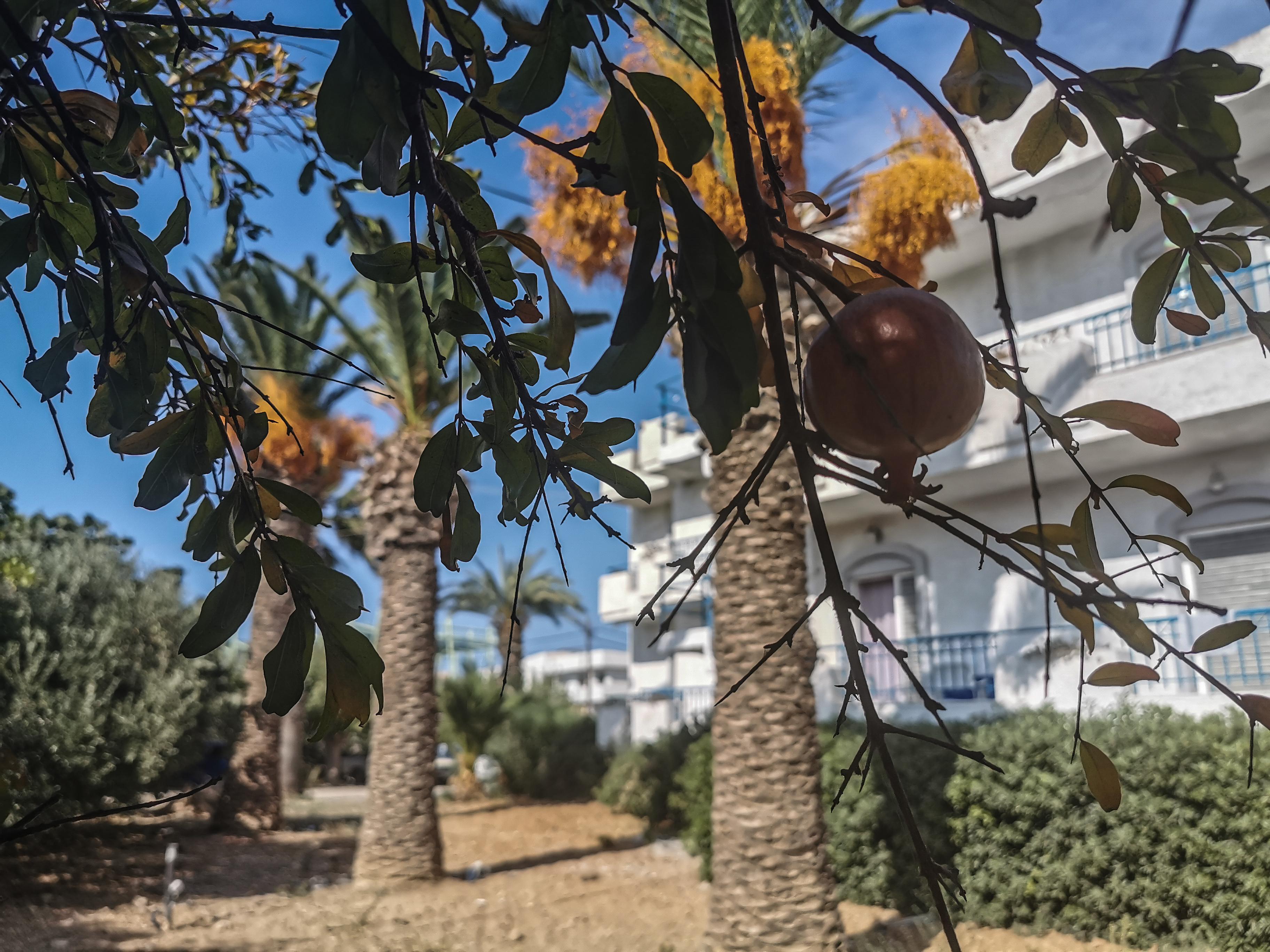 Gorgona Hotel Amoudara Lasithiou Eksteriør bilde